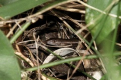 Lampropholis delicata