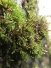 Amblystegium serpens