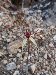 Caladenia reticulata