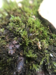 Amblystegium serpens