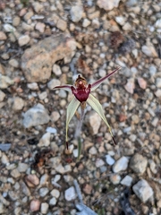 Caladenia reticulata