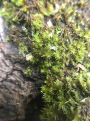 Amblystegium serpens