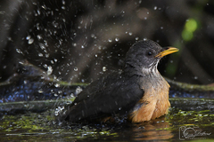 Turdus olivaceus olivaceus