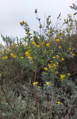 Stirtonanthus taylorianus