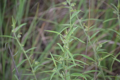 Tragia sanjappae