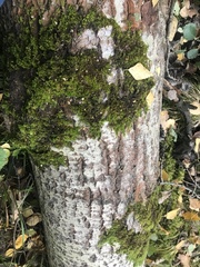 Amblystegium serpens