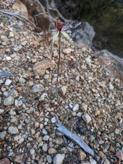 Caladenia reticulata