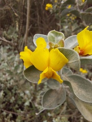 Stirtonanthus taylorianus