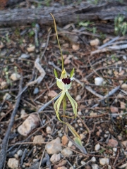 Caladenia tentaculata