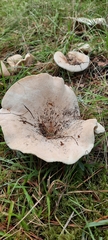 Russula delica
