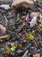 Utricularia tenella