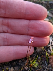 Utricularia tenella