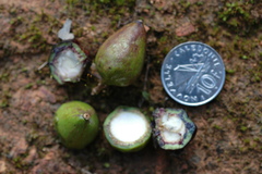 Cryptocarya oubatchensis