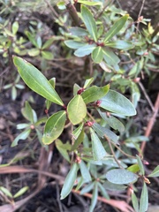 Tasmannia lanceolata