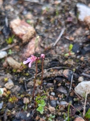 Utricularia tenella