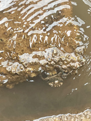 Metopograpsus thukuhar