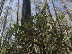 Tasmannia lanceolata