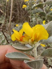 Stirtonanthus taylorianus