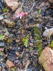 Utricularia tenella