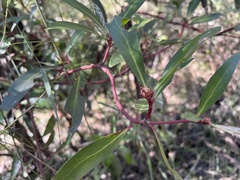 Tasmannia lanceolata