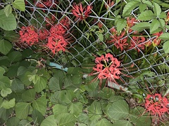 Lycoris radiata