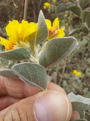 Stirtonanthus taylorianus
