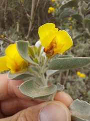 Stirtonanthus taylorianus