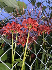 Lycoris radiata