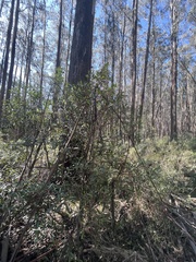 Tasmannia lanceolata