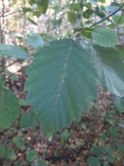 Alnus incana