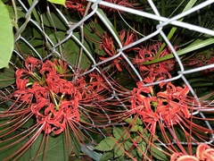 Lycoris radiata
