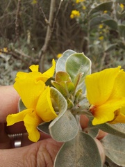 Stirtonanthus taylorianus