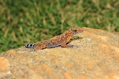 Cnemaspis gracilis