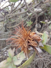 Protea punctata