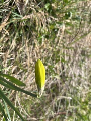 Narcissus