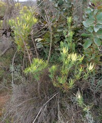 Leucadendron salignum