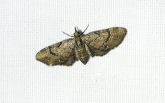 Eupithecia peckorum