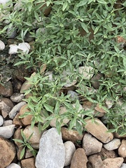 Amaranthus blitoides