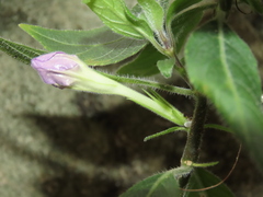 Ruellia squarrosa