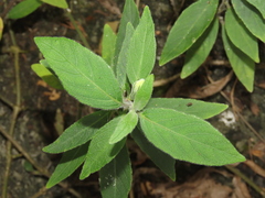 Ruellia squarrosa