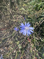 Cichorium intybus