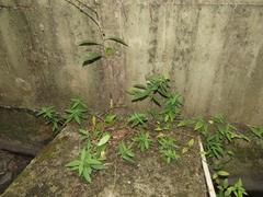 Ruellia squarrosa