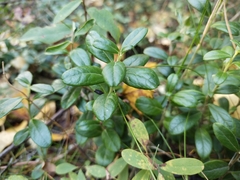 Vaccinium vitis-idaea