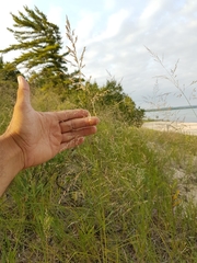 Sporobolus rigidus magnus