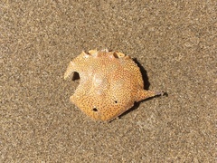 Matuta victor