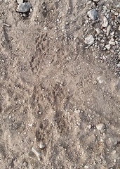 Otospermophilus variegatus