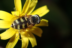 Eupeodes corollae