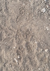 Otospermophilus variegatus