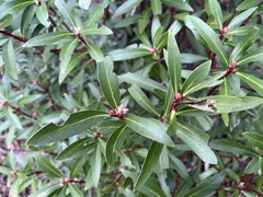 Tasmannia lanceolata