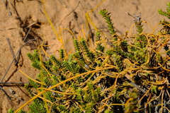 Euchaetis pungens